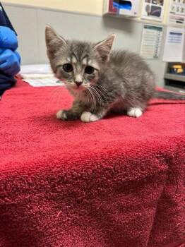 SPEEDING TICKET -  Domestic Short Hair Cat for Adoption in Leesburg, Virginia - SPEEDING TICKET | PetCurious