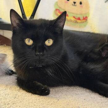 Robin -  Domestic Short Hair Cat for Adoption in Stoughton, Wisconsin - Robin | PetCurious