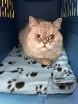 Scottish Fold Cats Available for Adoption in Sacramento, California - Bella  | PetCurious