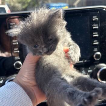 Rescue Domestic Medium Hair Cats for Adoption in Monroe, Michigan - Dusty | PetCurious