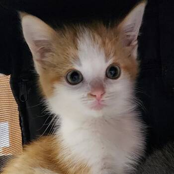 Rescue Domestic Short Hair Cats for Adoption in Toledo, Ohio - Sprig | PetCurious