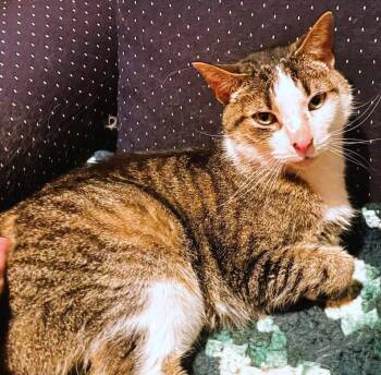 Domestic Short Hair Cats Available for Adoption - Siddhartha | PetCurious