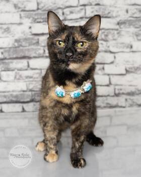 Misty -  Tortoiseshell and Domestic Short Hair Cat for Adoption in Tuscaloosa, Alabama - Misty | PetCurious