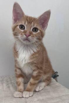 Delta -  Domestic Short Hair Cat for Adoption in Mcpherson, Kansas - Delta | PetCurious