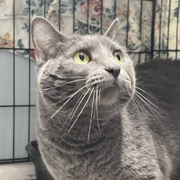 Chloe -  Domestic Short Hair Cat Available for Adoption in Spencer, Indiana - Chloe | PetCurious