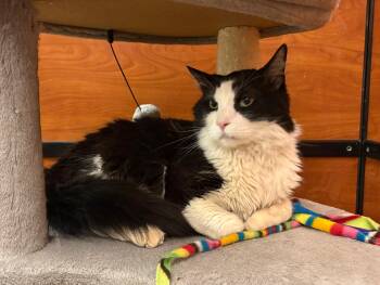 Domestic Short Hair Cats Available for Adoption in Hurricane, Utah - Artie | PetCurious