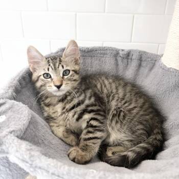 Alfie -  Domestic Short Hair Cat for Adoption in Miami, Florida - Alfie | PetCurious