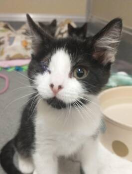 Wilson -  Domestic Short Hair Cat for Adoption in Tomah, Wisconsin - Wilson | PetCurious