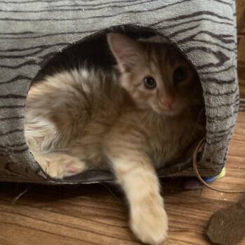 Flambe -  Domestic Short Hair Cat for Adoption in Bismarck, North Dakota - Flambe | PetCurious