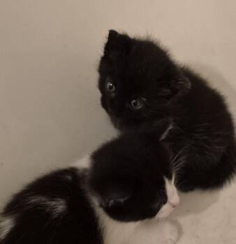 RAVEN V -  Domestic Short Hair and Maine Coon Cat for Adoption in Sardinia, Ohio - RAVEN V | PetCurious