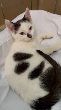Eddie -  Domestic Short Hair Cat for Adoption in Westfield, New York - Eddie | PetCurious