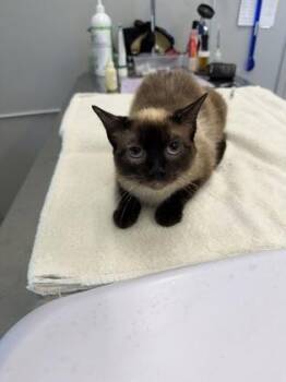 Sundae -  Domestic Short Hair Cat for Adoption in Lafayette, Indiana - Sundae | PetCurious