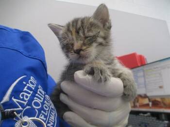 HARMONY -  Domestic Short Hair Cat for Adoption in Ocala, Florida - HARMONY | PetCurious
