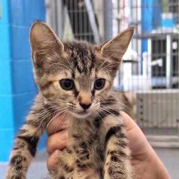 Wisteria -  Domestic Short Hair Cat for Adoption in Montgomery, Alabama - Wisteria | PetCurious