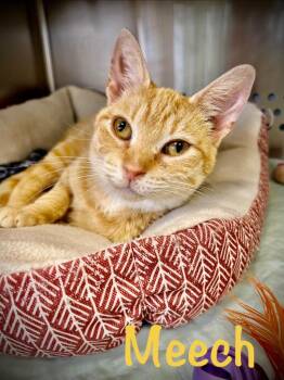 Meech -  Domestic Short Hair Cat for Adoption in West Union, Ohio - Meech | PetCurious
