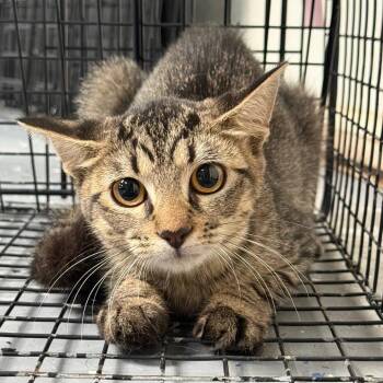 TUSC-Wildlife-85899 -  Domestic Short Hair Cat for Adoption in Tuscaloosa, Alabama - TUSC-Wildlife-85899 | PetCurious