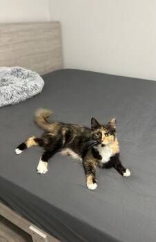 Rescue Domestic Medium Hair Cats for Adoption in Bonsall, California - Sade 4839 | PetCurious