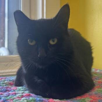 Eagle Peak -  Domestic Short Hair Cat for Adoption in East Montpelier, Vermont - Eagle Peak | PetCurious