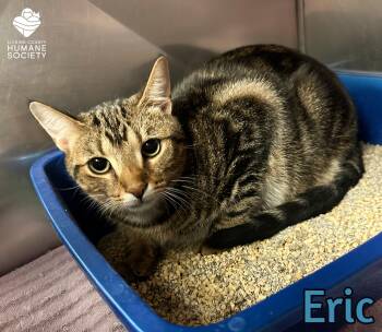 Rescue Domestic Short Hair Cats for Adoption in Heath, Ohio - Eric | PetCurious