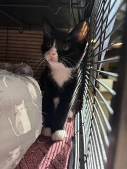 BONZAI -  Domestic Short Hair Cat for Adoption in Hagerstown, Maryland - BONZAI | PetCurious