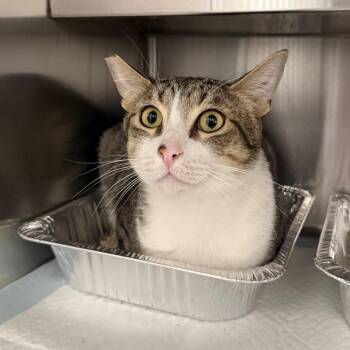 Domestic Short Hair Cats Available for Adoption in Spokane, Washington - Fidel | PetCurious