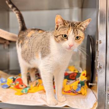 Half Penny -  Domestic Short Hair Cat for Adoption in Midland, Michigan - Half Penny | PetCurious