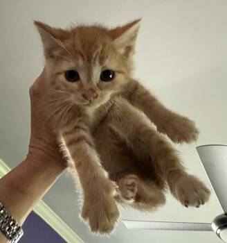 K.A.T. -  Tabby and Domestic Short Hair Cat for Adoption in Roslyn Heights, New York - K.A.T. | PetCurious