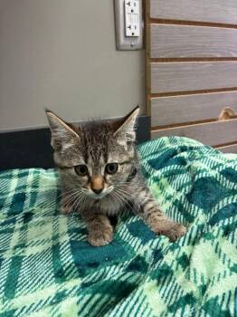Andy -  Domestic Medium Hair Cat for Adoption in Sidney, Ohio - Andy | PetCurious
