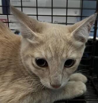 MICHAEL -  Domestic Short Hair Cat for Adoption in San Bernardino, California - MICHAEL | PetCurious