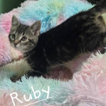 Ruby C26-33 -  Domestic Short Hair Cat for Adoption in Elbow Lake, Minnesota - Ruby C26-33 | PetCurious