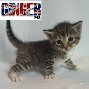 Rescue Domestic Short Hair Cats for Adoption in Chesapeake, Virginia - Ginger Spice | PetCurious