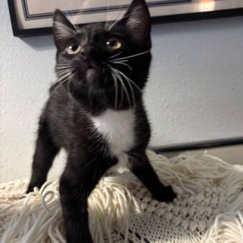 Cooper -  Domestic Short Hair Cat Available for Adoption in Costa Mesa, California - Cooper | PetCurious