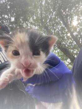 PEWEY -  Domestic Short Hair Cat for Adoption in Dallas, Texas - PEWEY | PetCurious