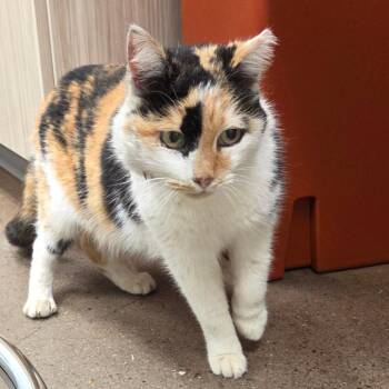 Domestic Medium Hair Cats Available for Adoption - Slipperwitz | PetCurious