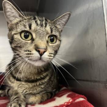 Liberty -  Domestic Short Hair Cat for Adoption in Idaho Falls, Idaho - Liberty | PetCurious