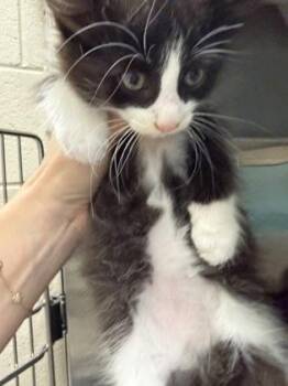 Magic -  Domestic Long Hair and Domestic Short Hair Cat for Adoption in Westland, Michigan - Magic | PetCurious