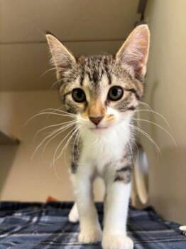 Pickles -  Domestic Short Hair Cat Available for Adoption in Scottsbluff, Nebraska - Pickles | PetCurious