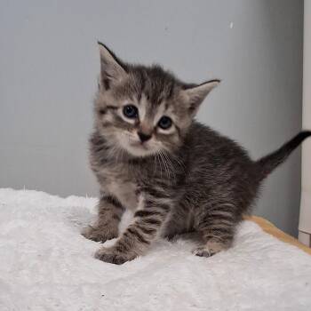 Domestic Short Hair Cats Available for Adoption in Charleston, South Carolina - PIper | PetCurious