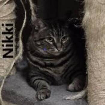 Rescue Domestic Short Hair Cats for Adoption in Olympia, Washington - Nikki | PetCurious