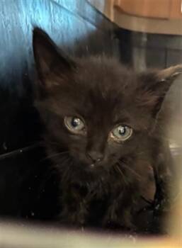 RUTH -  Domestic Short Hair Cat for Adoption in Palmetto, Florida - RUTH | PetCurious