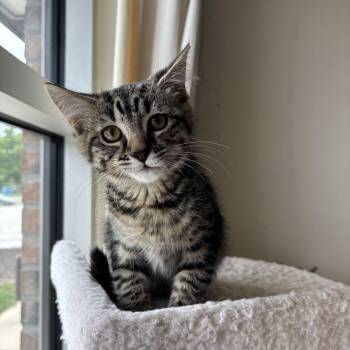 Nelly -  Domestic Short Hair Cat for Adoption in Kansas City, Missouri - Nelly | PetCurious