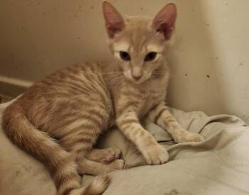 Rescue Domestic Short Hair Cats for Adoption in Berkeley Heights, New Jersey - Julius | PetCurious