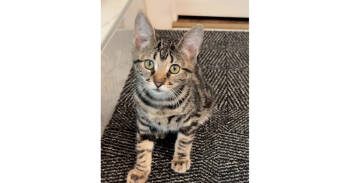 Rescue Tabby and Domestic Short Hair Cats for Adoption in Dallas, Texas - Hootie | PetCurious
