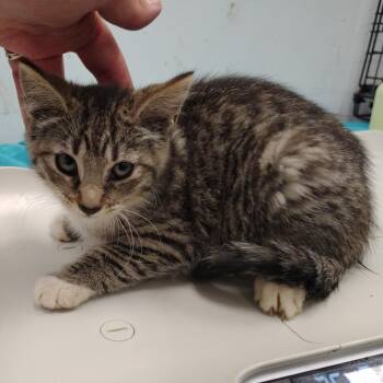 Gala -  Domestic Short Hair Cat for Adoption in Coos Bay, Oregon - Gala | PetCurious