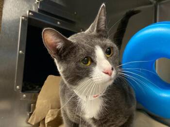 Vanilla Bean -  Domestic Short Hair Cat for Adoption in Portland, Oregon - Vanilla Bean | PetCurious