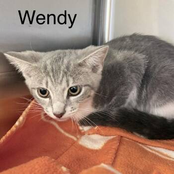 Wendy -  Domestic Short Hair Cat for Adoption in Knoxville, Tennessee - Wendy | PetCurious