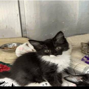 Mozzerella -  Domestic Short Hair Cat for Adoption in Buellton, California - Mozzerella | PetCurious