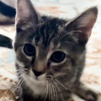 Aileen -  Domestic Short Hair Cat for Adoption in La Grange, Kentucky - Aileen | PetCurious