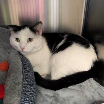 Patriot -  Domestic Short Hair Cat for Adoption in Emporia, Kansas - Patriot | PetCurious
