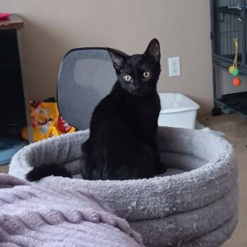 Rescue Domestic Short Hair Cats for Adoption in Springfield, Ohio - (Princess) Zelda | PetCurious